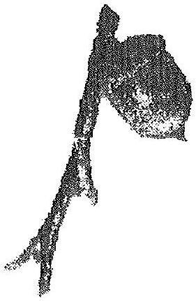 Acorn