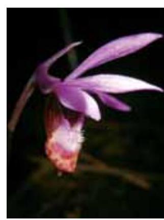 Fairy Slipper Orchid - a homage to Montague Ullman, M.D.