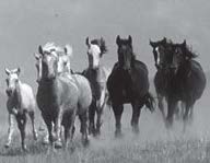 Taming Wild Horses: A Study of Animal Dream Symbolism & Male Sexuality